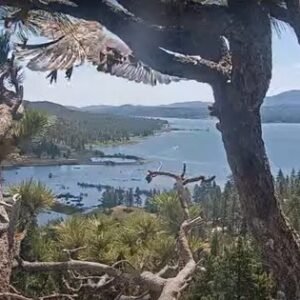 Big Bear Eaglet Sunny Takes Flight for the First Time - Thumbnail