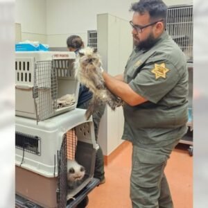 Long Beach Woman Arrested After 134 Cats Found at Taco Bell - Thumbnail