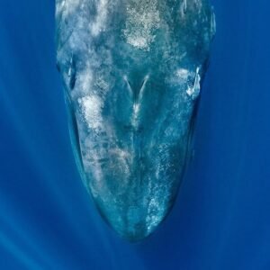Blue Whales Going Silent: A Warning Sign for Oceans - Thumbnail