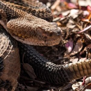 Hiker Dies After Picking Up a Rattlesnake in Tennessee - Thumbnail