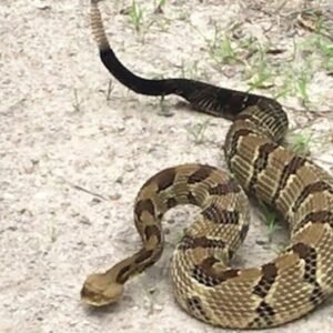 Tragic Incident: Tennessee Hiker Dies Following Snake Bite - Thumbnail