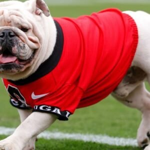 Georgia and Oklahoma Rise in AP Poll Football Rankings - Thumbnail