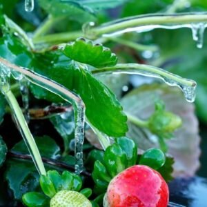 Florida Snow Weather: Rare Snowfall Blankets the Sunshine State - Thumbnail