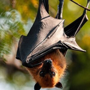 Nipah Virus in India 2026: Health Alerts and Safety Measures - Thumbnail