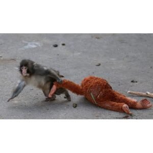 Meet Punch: The Adorable Baby Monkey That Went Viral - Thumbnail