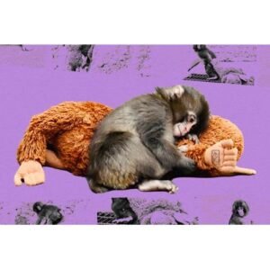 Heartwarming Update on Punch the Monkey’s Journey - Thumbnail