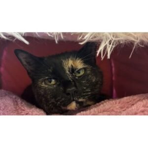 Portage Firefighter Remembered at Detroit Lions Charity Game - Thumbnail