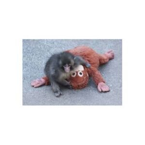 Suprising Discovery: The Punch Monkey Connection in Insect World - Thumbnail