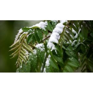 Colorado’s Snowstorm Intensifies: What You Need to Know - Thumbnail