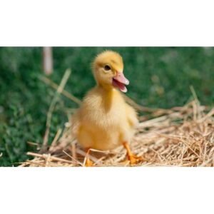 Urgent Warning: Drug Resistant Salmonella Outbreak Linked to Backyard Poultry - Thumbnail