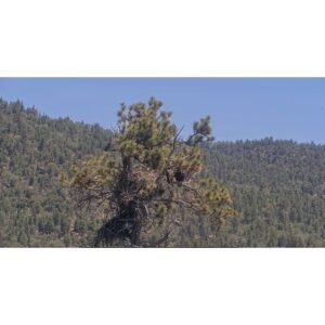 Dramatic Fall of Big Bear Eaglet Sandy Caught on Livestream - Thumbnail