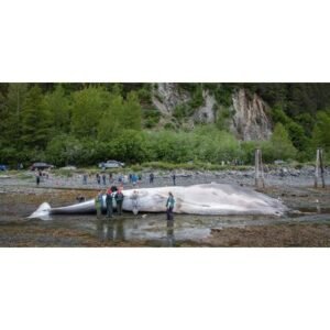 Urgent Investigation Launched After Royal Caribbean Vessel Strikes Endangered Whale - Thumbnail