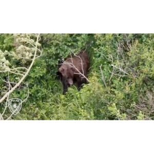 Shocking Brown Bear Attack on Hiker in Anchorage, Alaska Trail - Thumbnail