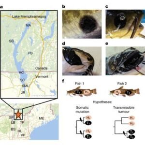 Shocking Discovery: Bullhead Catfish Cancer Is Transmissible - Thumbnail