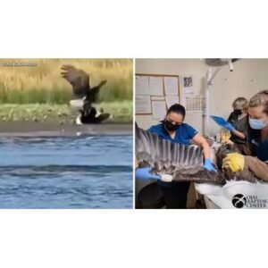 Urgent Jackie Update: Beloved Bald Eagle in Critical Condition - Thumbnail