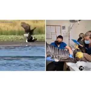 Urgent Jackie Update: Beloved Bald Eagle in Critical Condition - Thumbnail