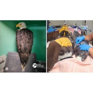 Critical Update on Jackie the Bald Eagle: Hope for Recovery - Thumbnail