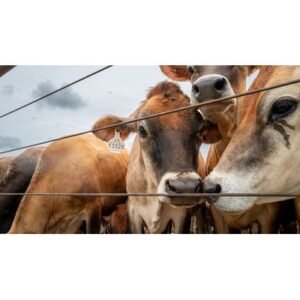 Urgent: Beef Recalled in Texas and Florida Over Risk - Thumbnail