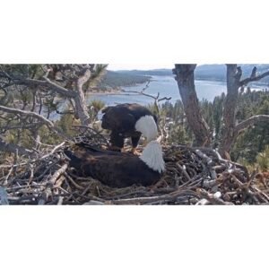 Shocking: Big Bear Bald Eagle Jackie Takes a Turn - Thumbnail