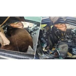 Shocking: Colorado Bear Trapped in Car Dies in Heat - Thumbnail
