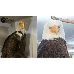 Shocking Jackie Big Bear Eagle Illness Details Revealed - Thumbnail