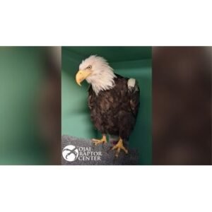 Shocking: Jackie the Eagle Dies After Prolonged Illness - Thumbnail
