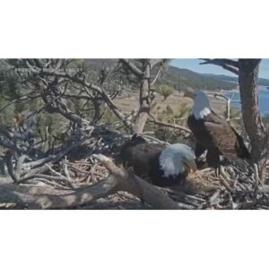 Shocking Ojai Raptor Center Check: Big Bear Eagle News - Thumbnail