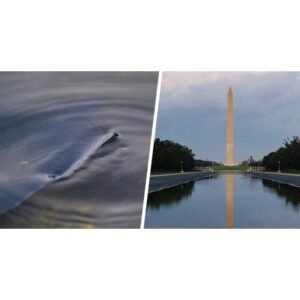 Trump Administration Reflecting Pool Case: Shocking Twist - Thumbnail