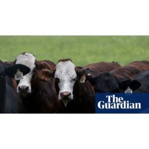 Shocking Trump Beef Tariff Plan Sparks GOP Backlash - Thumbnail