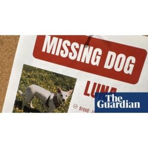 Shocking: Dog Finally Found After Month in Yellowstone - Thumbnail